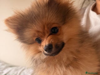 Pomeranian dogs Pomeranian male - Advert 1