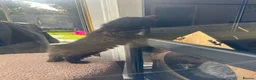 Maine Coon cats for sale: Maine coon x kittens  - Advert 5