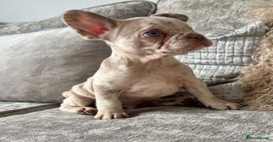 French Bulldog dogs - Advert 9