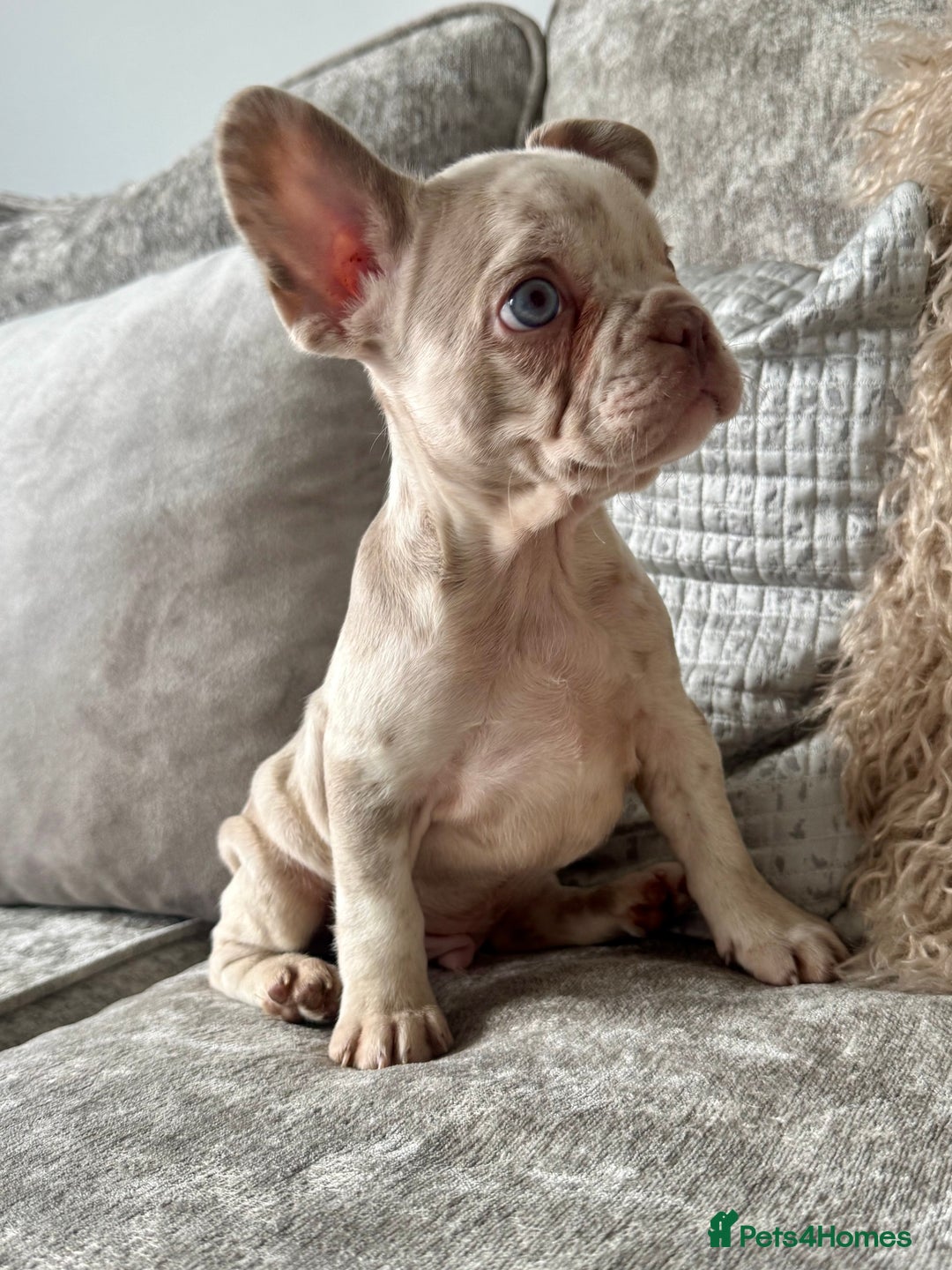 French Bulldog dogs for sale: Ready now! Last two boys! Blue eyed frenchies! - Image 2