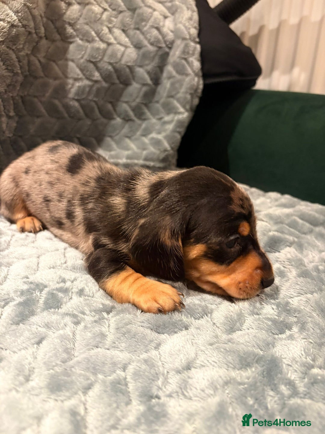 Miniature Dachshund dogs for sale: ✨ Miniature Dachshund Puppies ✨ - Advert 5