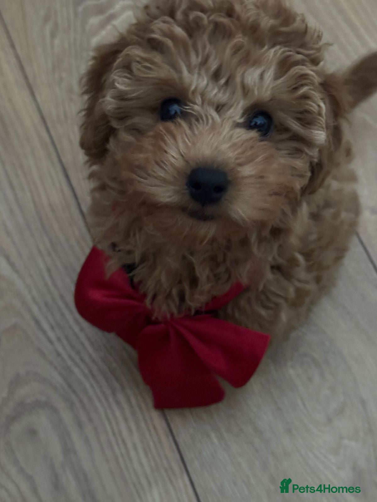 Toy Poodle dogs Loving Female Toy Poodle Seeking Her Forever Home - Advert 3