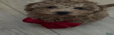 Coco