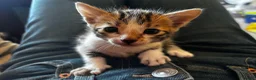 Bengal cats for sale: Bengal cross boy - Advert 2