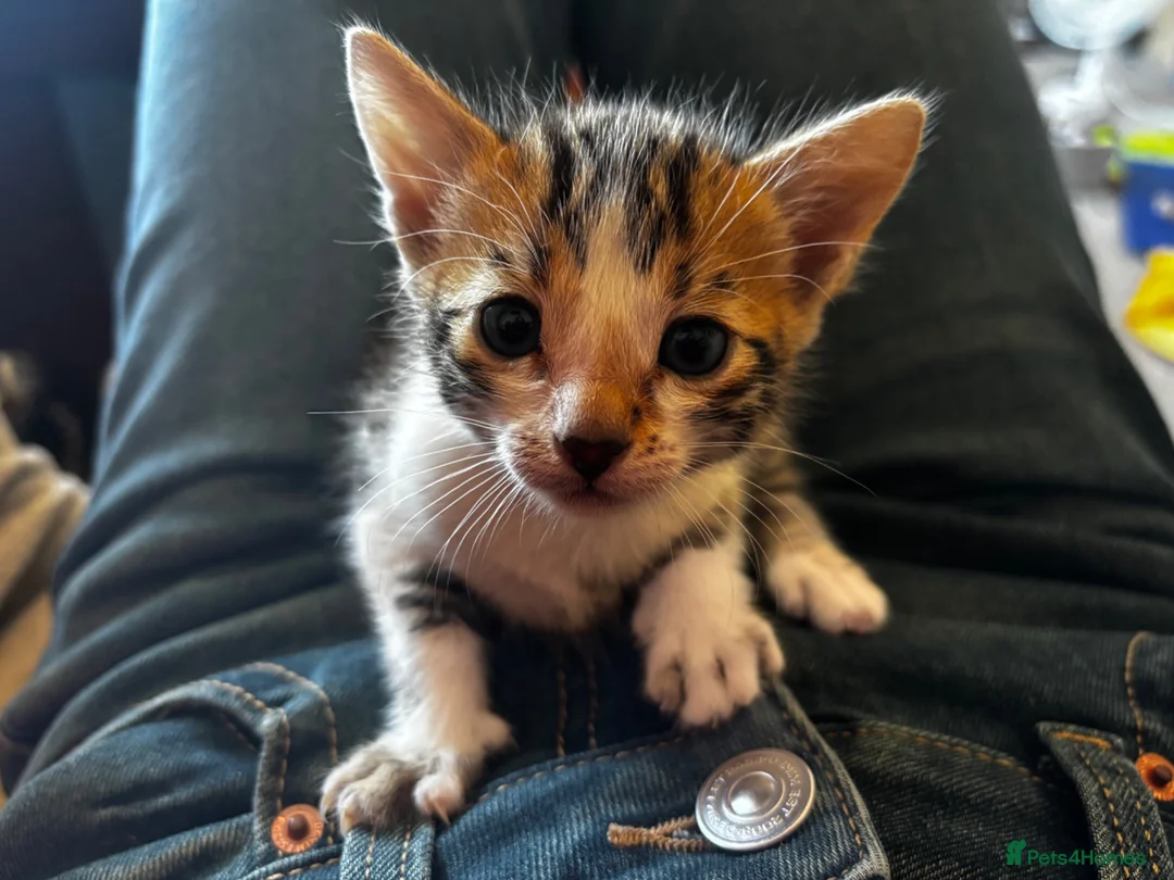 Bengal cats for sale: Bengal cross boy - Advert 2