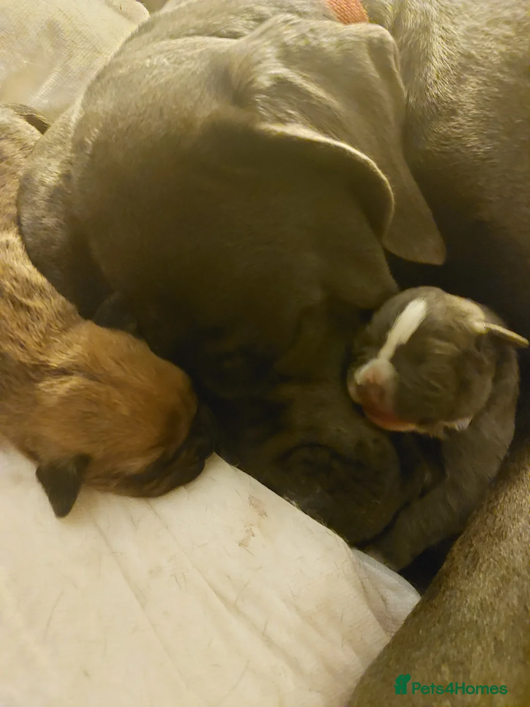 Mixed Breed dogs for sale: Cane corso x pocket bully - Advert 24