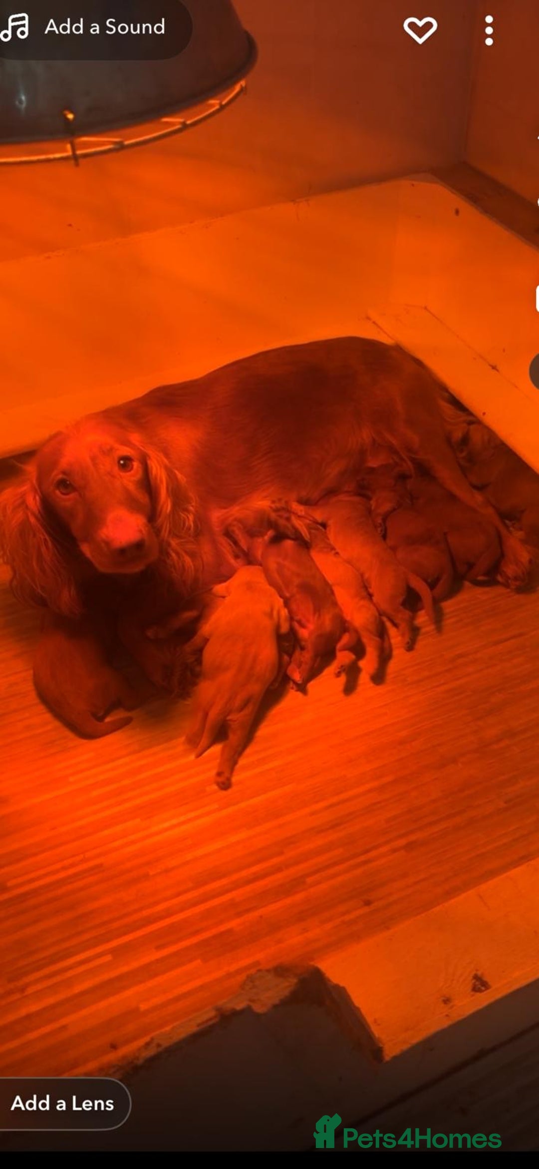 Cockapoo dogs for sale: Beautiful F1 Cockapoo puppies  - Image 11