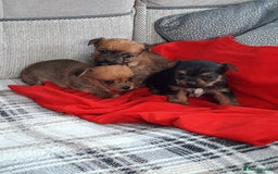 Chorkie dogs for sale: Chihuahua  Cross Yorkshire  - Image 21