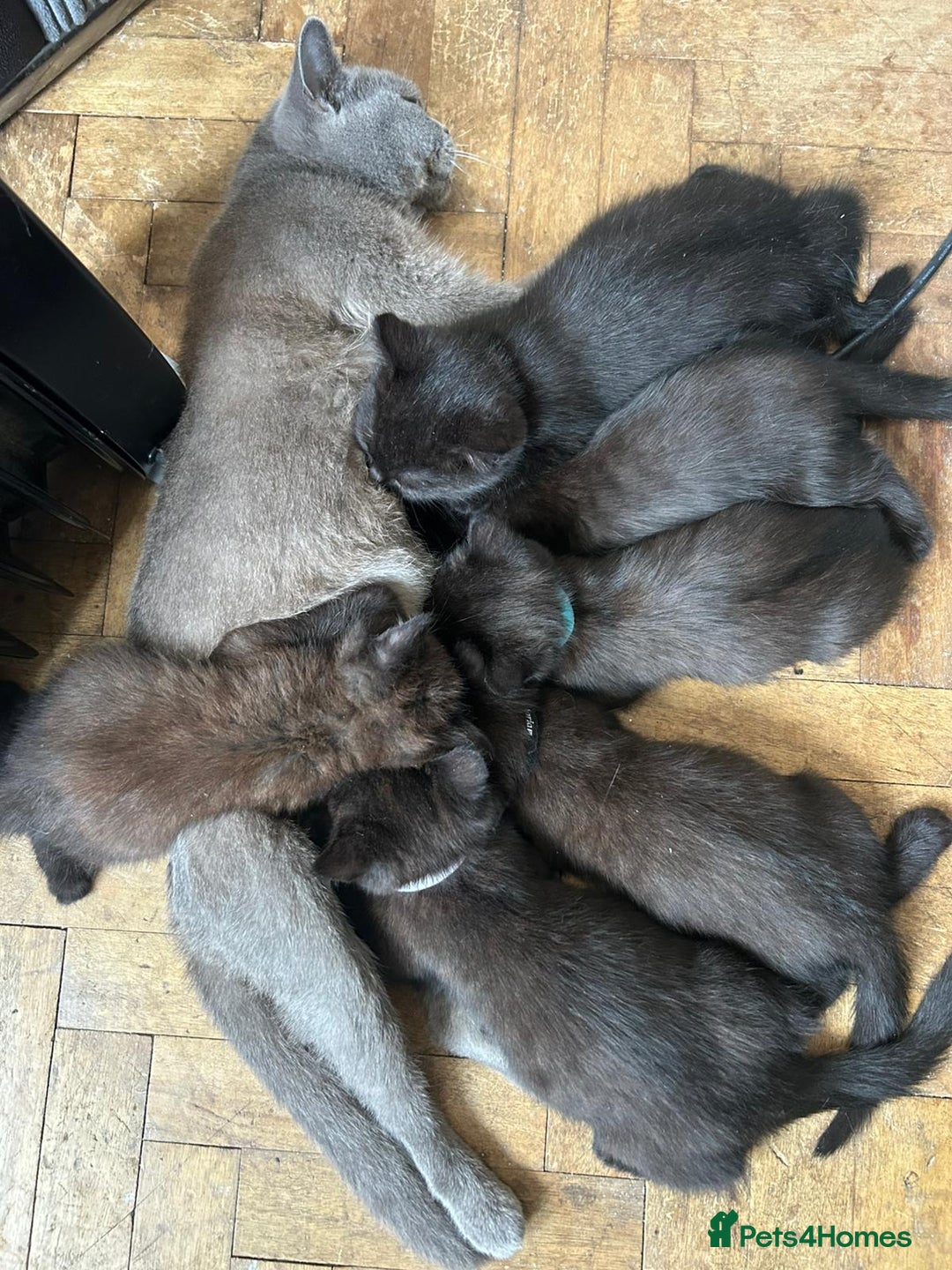 British Shorthair cats for sale: Champion GCCF Black British Shorthair Kittens - Image 15