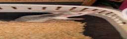 Rat rodents for sale: Gorgeous baby Rats Ready to Go Mainly Top Eared - Advert 7