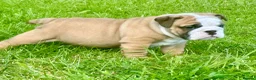 English Bulldog dogs for sale: Stunning red/white kc reg English bulldog puppies  - Advert 11