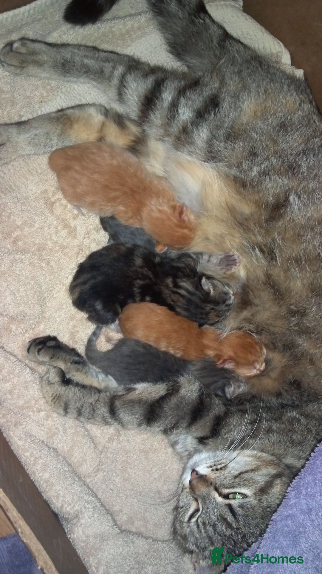 Mixed Breed cats for sale: GORGEOUS KITTENS  - Advert 17