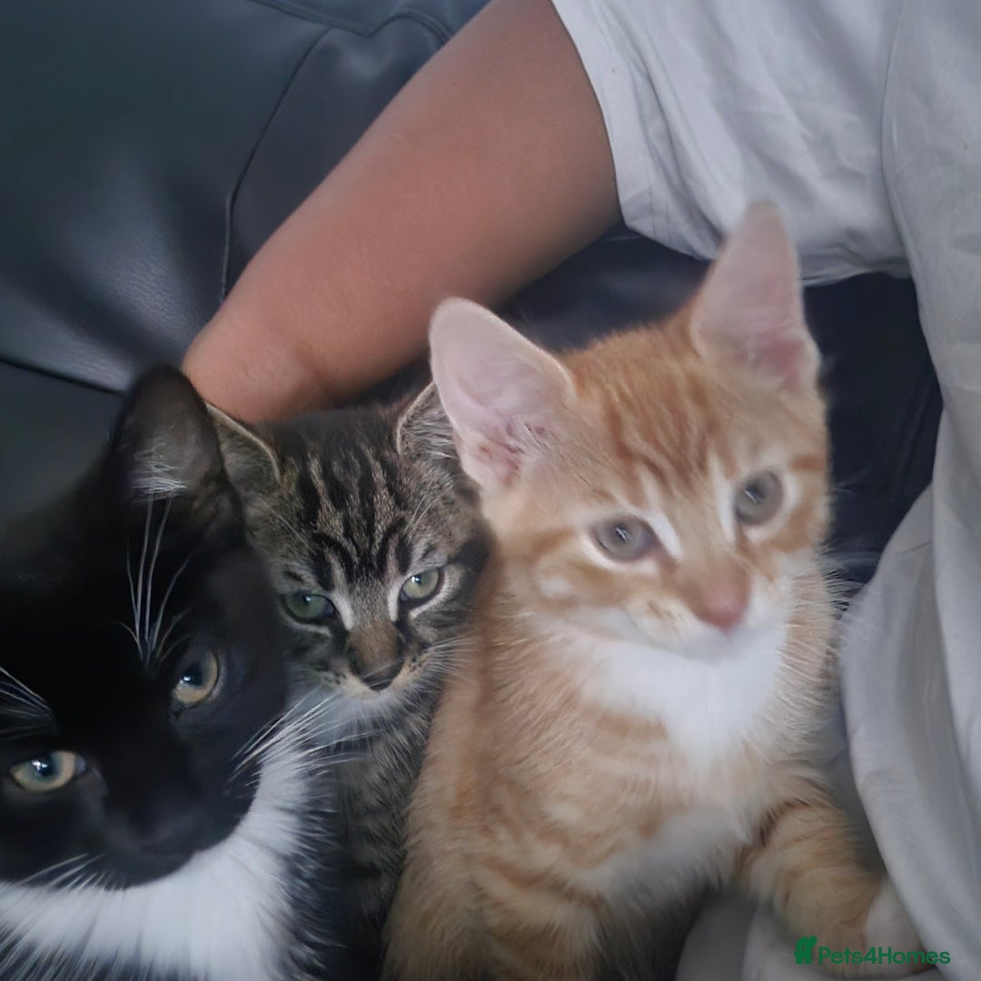 British Shorthair cats for sale: Male kittens for sale  - Advert 2