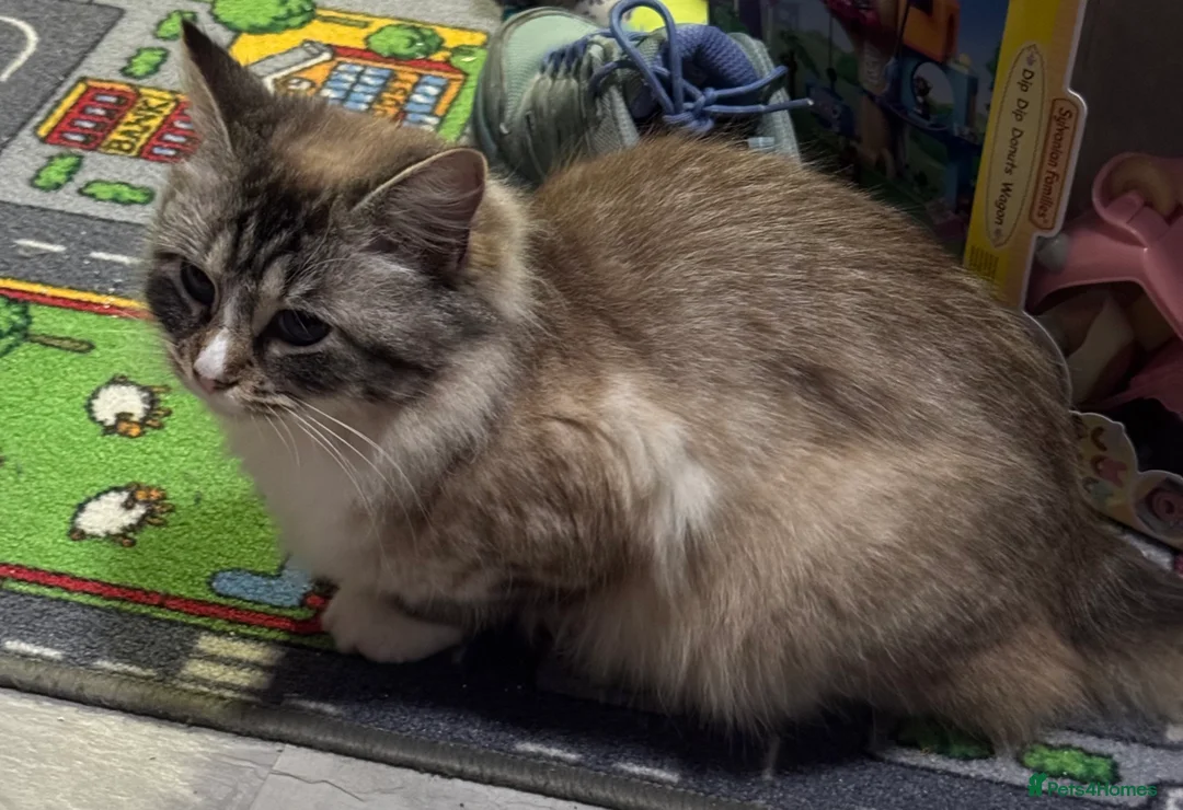 Ragdoll cats for sale: Ragdoll in Hull - Advert 3