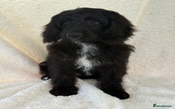 Aussiedoodle dogs for sale: Miniature Aussie Doodles FULLY VACCINATED  - Image 5