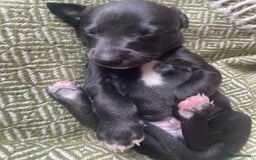 Whippet dogs for sale: The best puppies ever! - Image 14