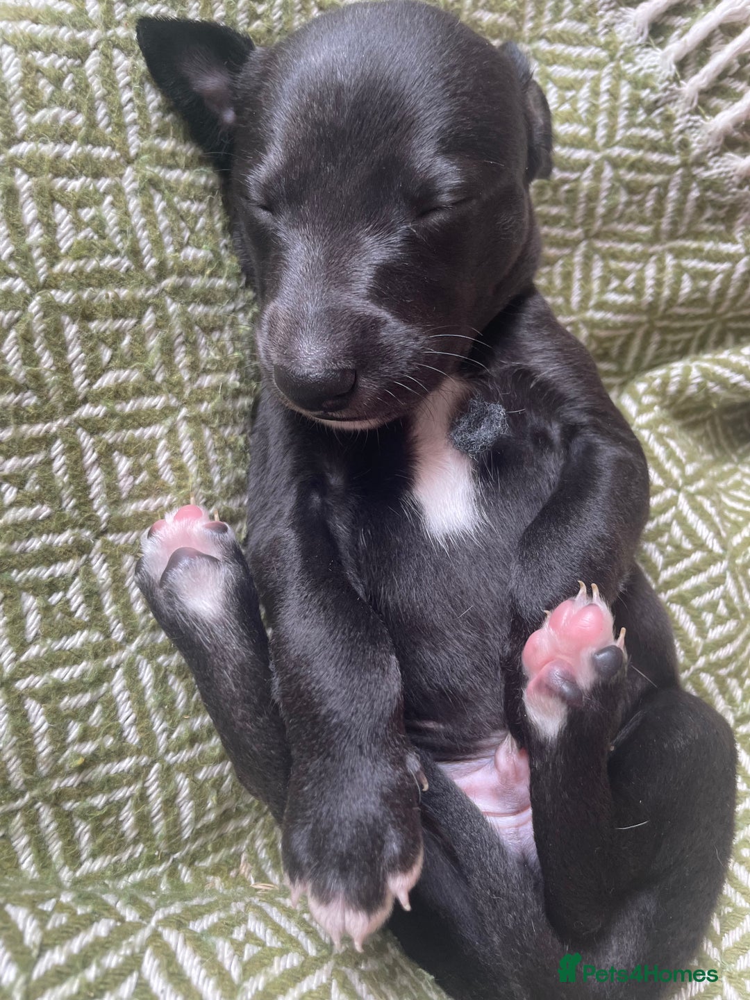 Whippet dogs for sale: The best puppies ever! - Image 14