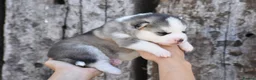 Pomsky dogs for sale: Genuine Celtic Star F3 Pomskies Available  - Advert 11