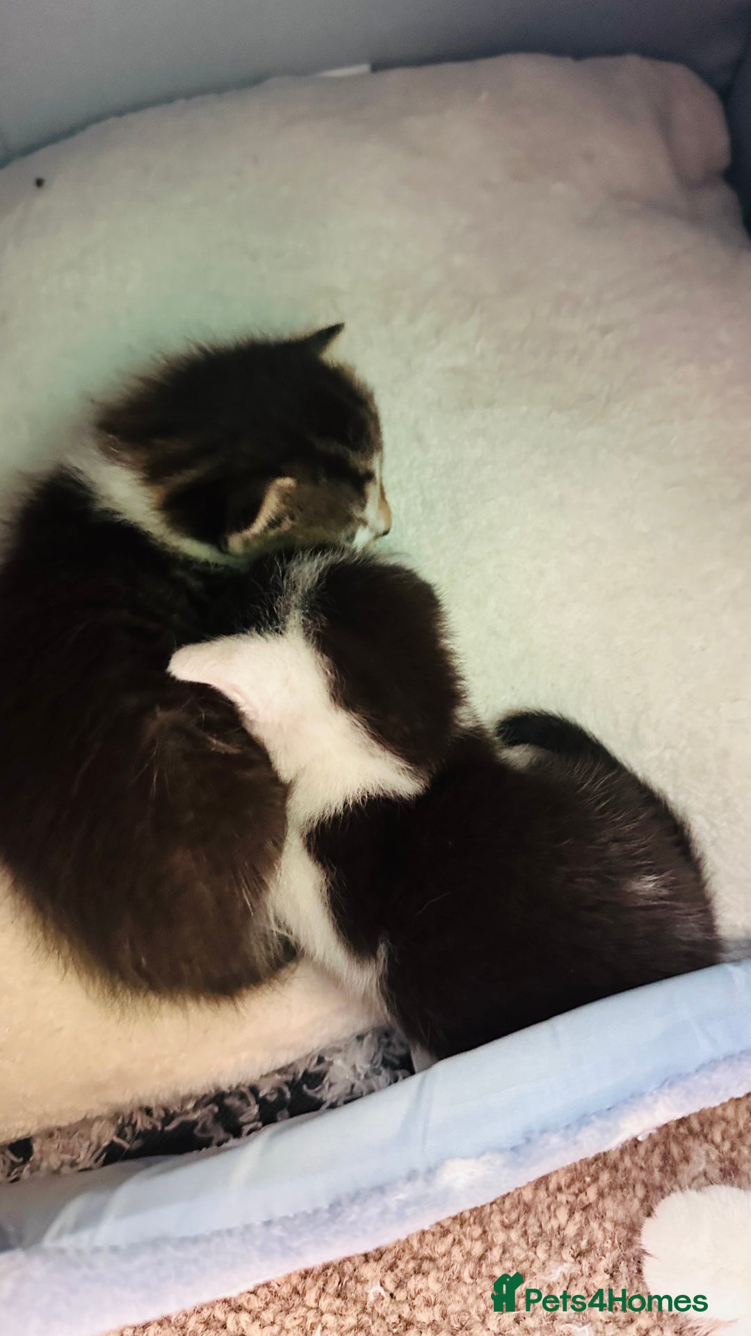 Mixed Breed cats for sale: 4 Adorable Kittens Looking for Their Forever Homes - Image 7
