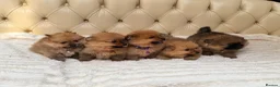 Pomeranian dogs for sale: Fluffy Pomeranian Puppies  - Advert 2