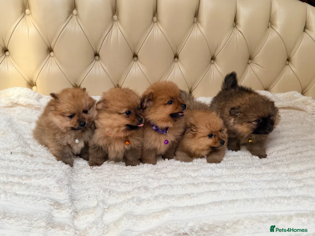 Pomeranian dogs for sale: Fluffy Pomeranian Puppies  - Advert 2