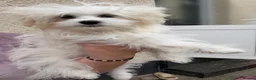 Havanese dogs for sale: Havanese puppy - Advert 9