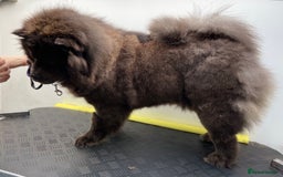 Chow Chow dogs for sale: Blue Chow Chow Female - Image 8
