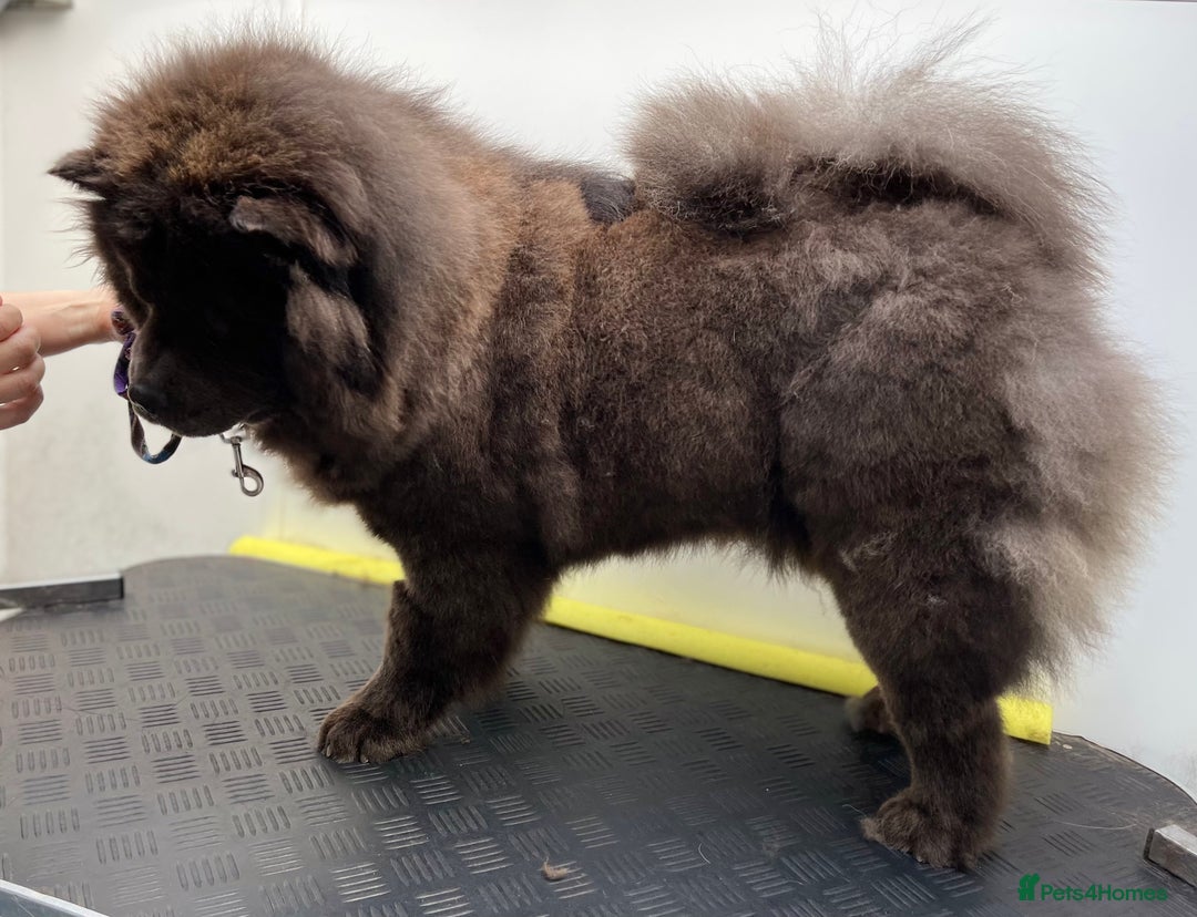 Chow Chow dogs for sale: Blue Chow Chow Female - Image 8