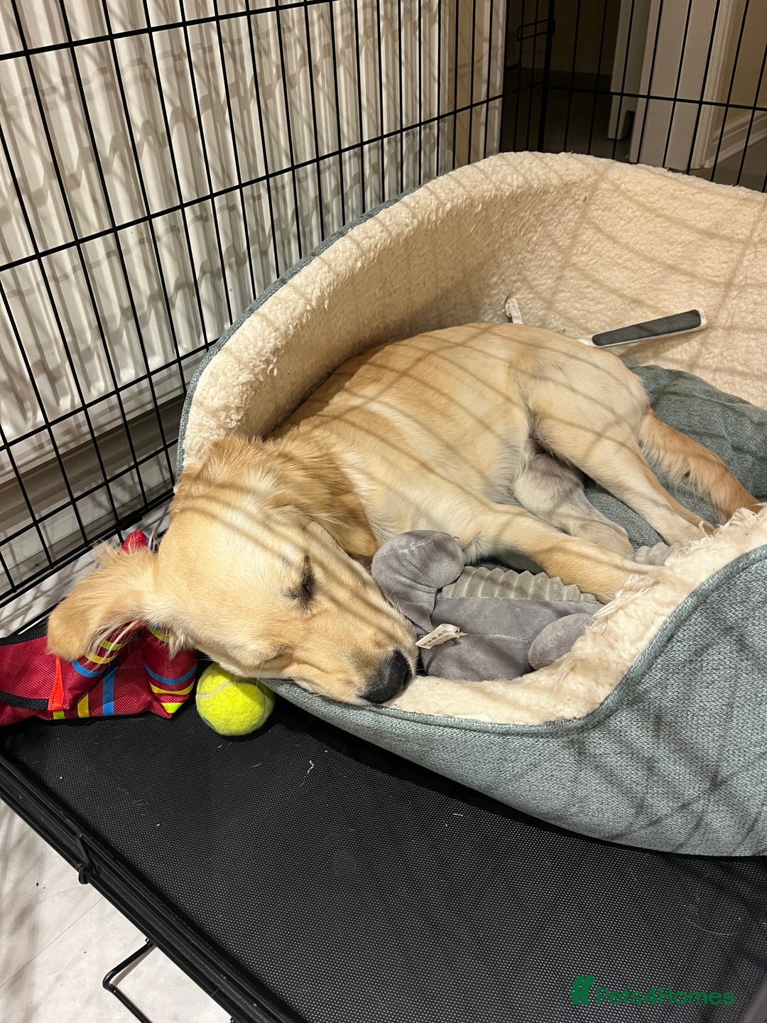 Golden Retriever dogs for sale: 7 month old Puppy looking for a Special Home  - Image 9