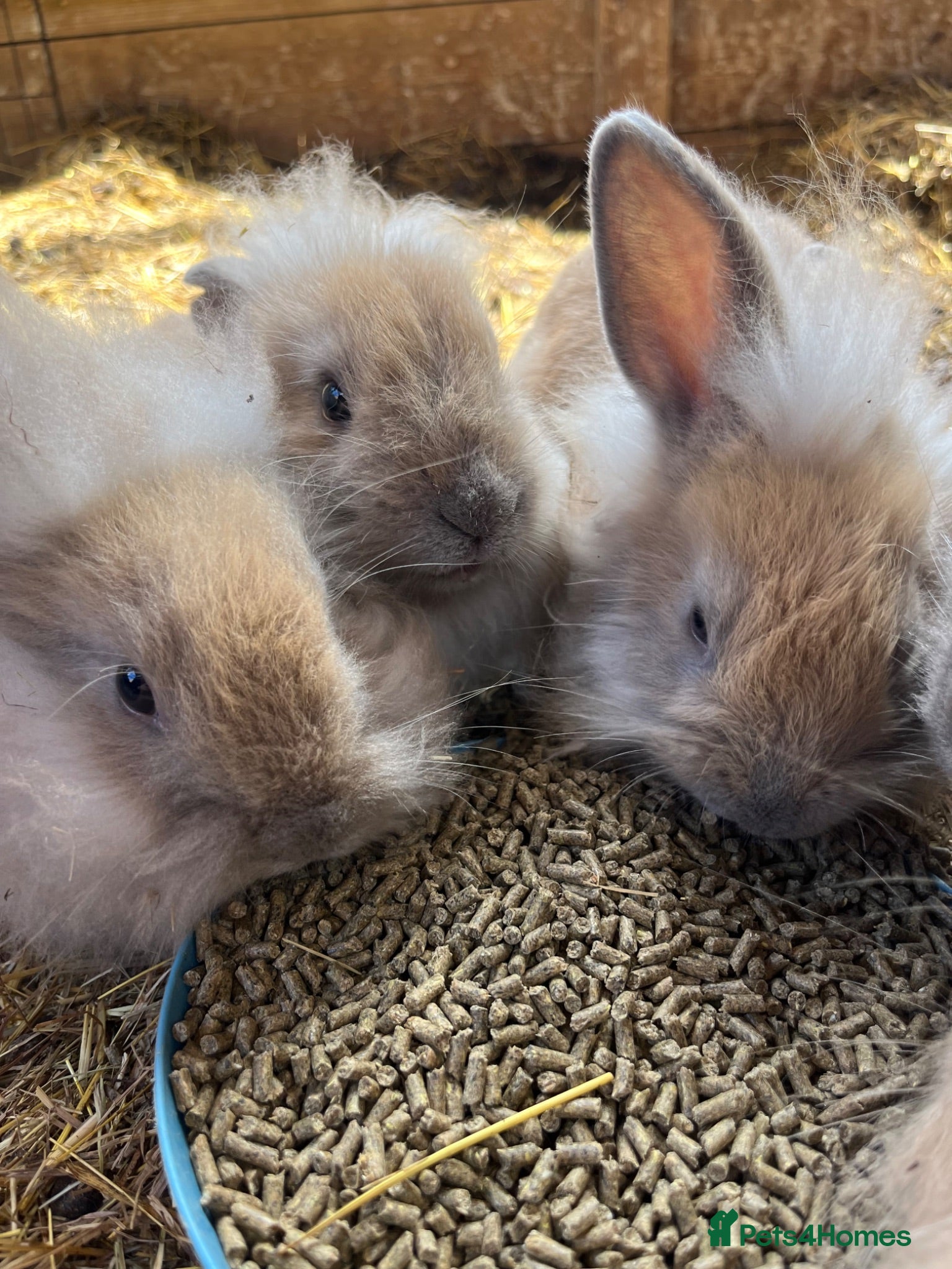 Lionhead rabbits Pure LionHead Rabbits - Advert 20