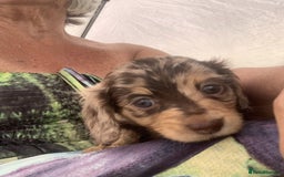 Miniature Dachshund dogs for sale: Miniature Dachshund Puppies - 2 Boys & 3 Girls - Image 2