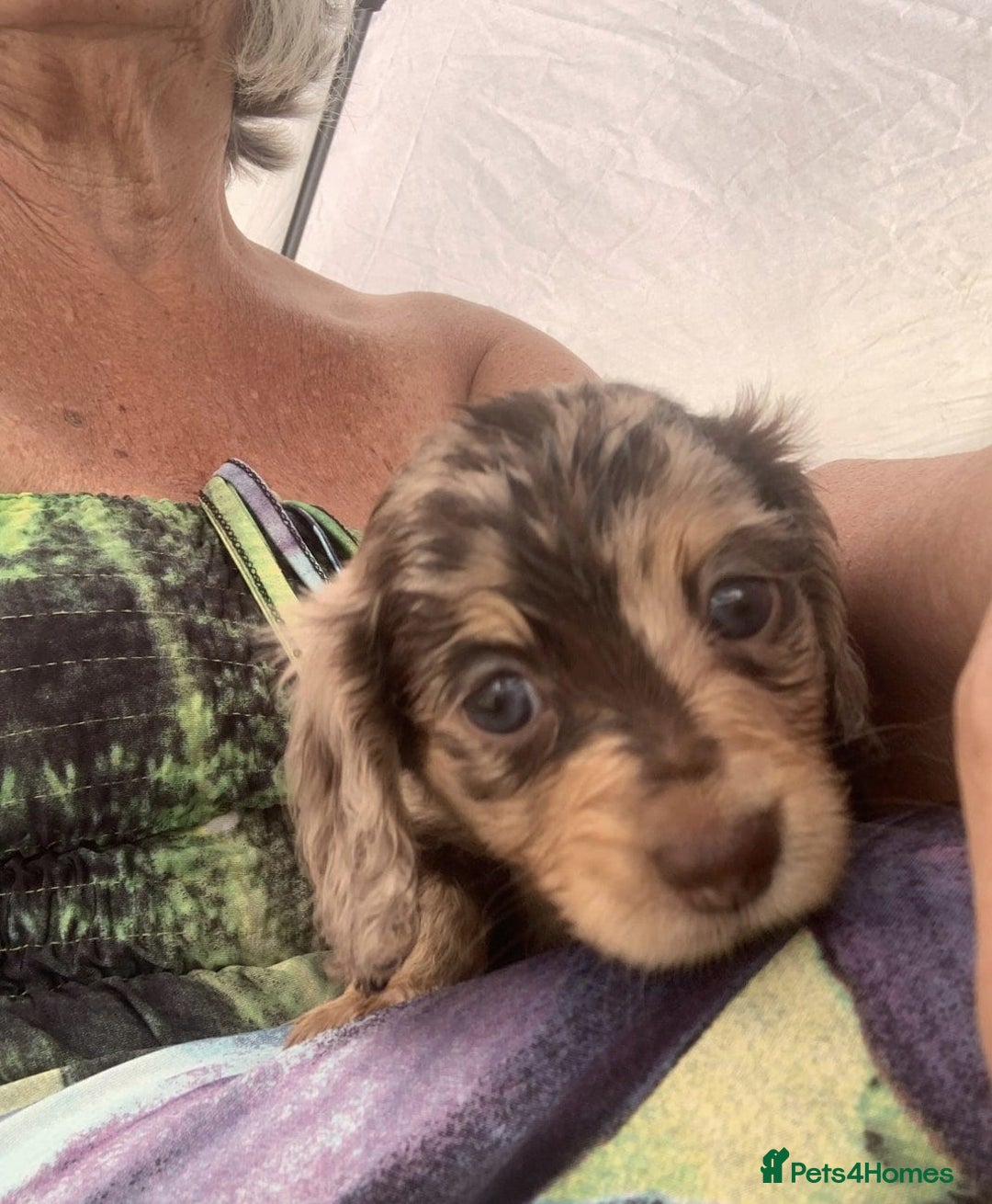 Miniature Dachshund dogs for sale: Miniature Dachshund Puppies - 2 Boys & 3 Girls - Image 2