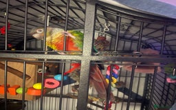 Conures birds for sale: Pineapple green cheek conure - Image 2