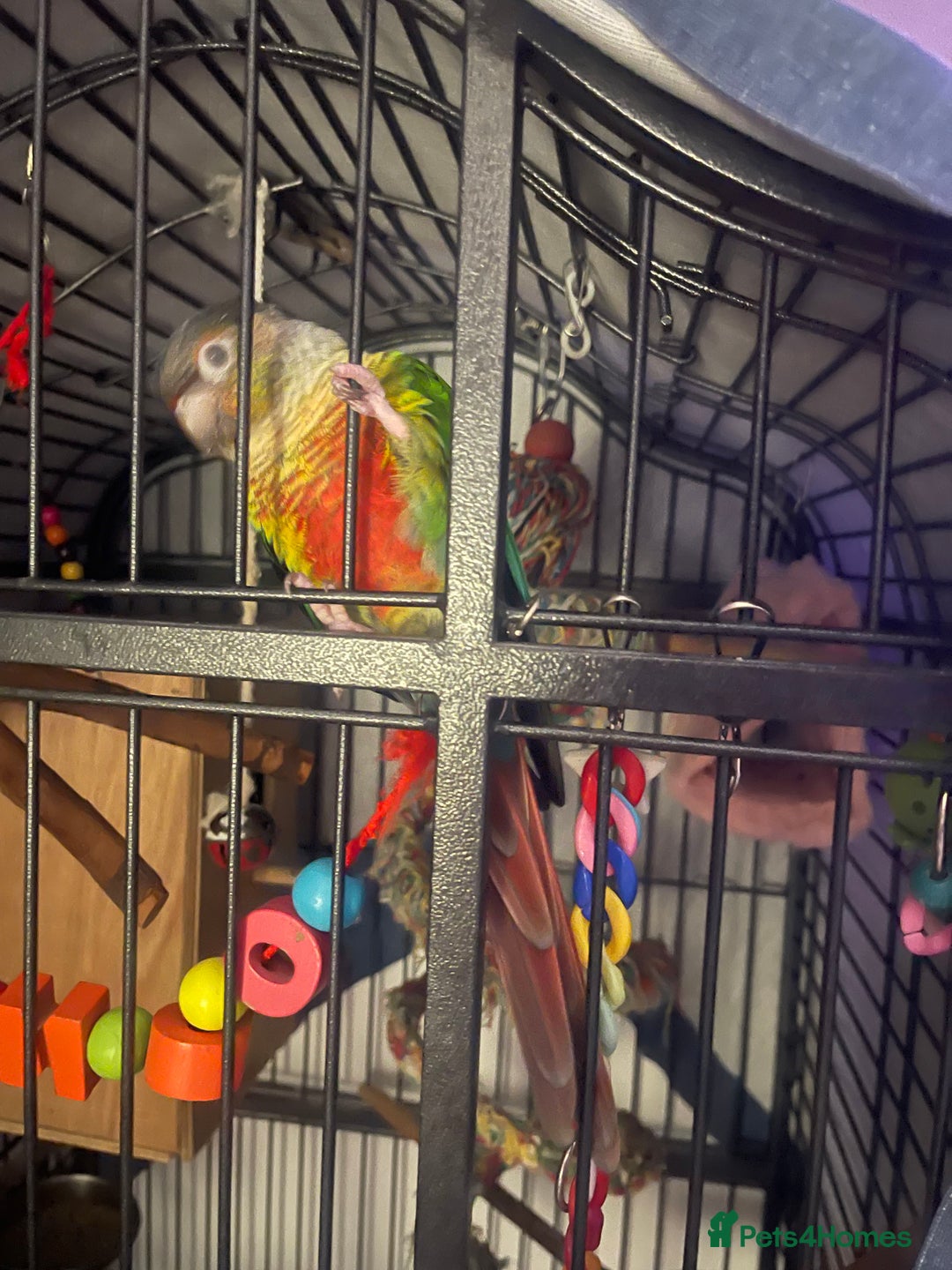 Conures birds for sale: Pineapple green cheek conure - Image 2
