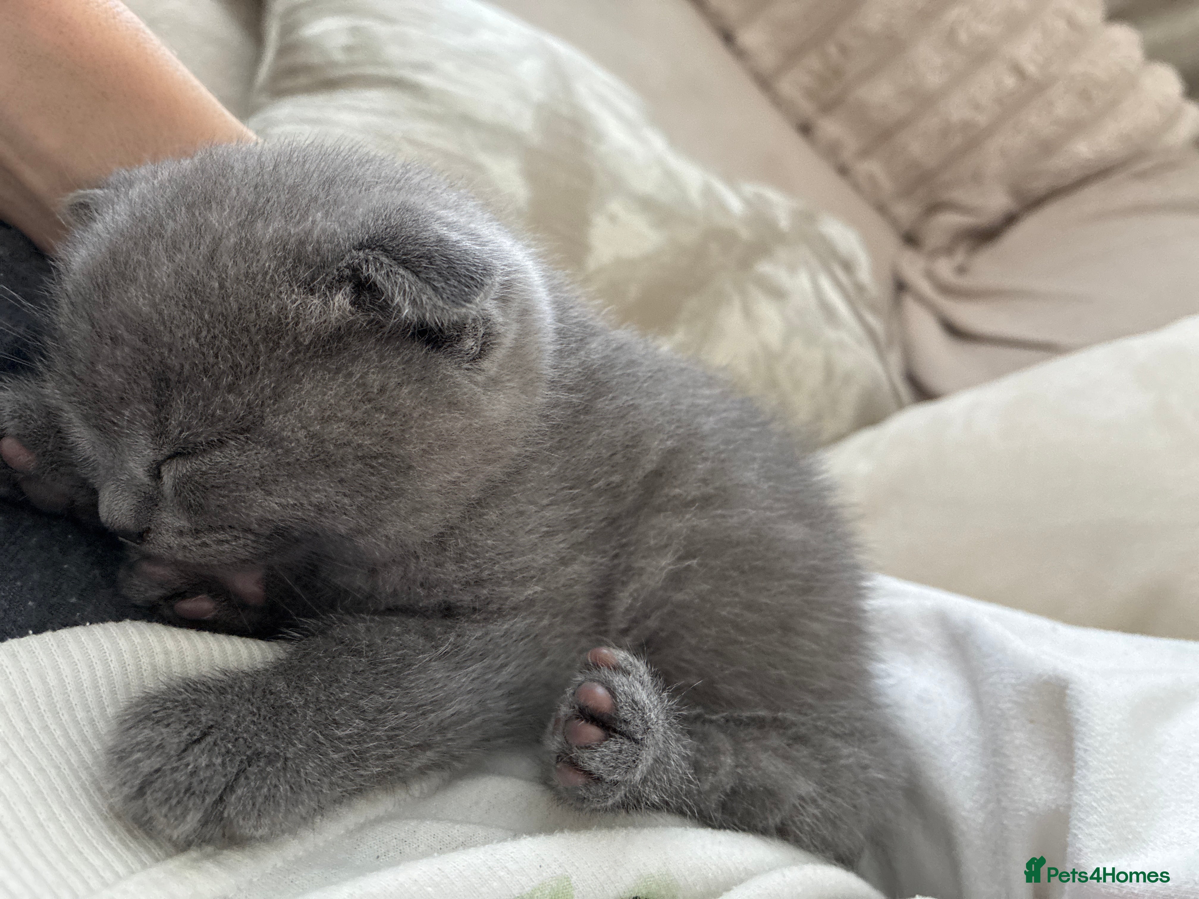 Scottish Fold cats Scottish fold kittens - Advert 2
