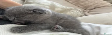 Scottish Fold 4