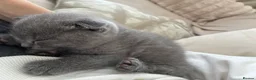 Scottish Fold cats for sale: Scottish fold kittens - Advert 2