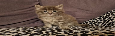 Mixed Breed Kitten 2