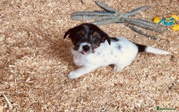 Jack Russell dogs for sale: Gorgeous Jack Russell puppies  - Image 3