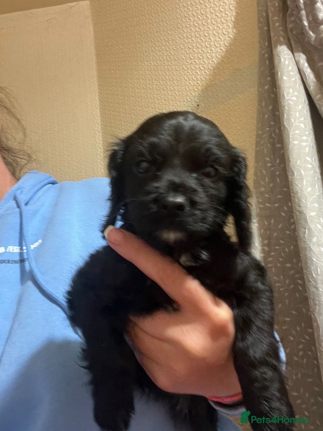 Cockapoo dogs for sale: 2 black stunning girls cockerpoos - Advert 7