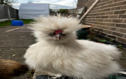 Chickens poultry for sale: USA Silkie Male - Image 1