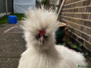 Chickens poultry - Advert 3