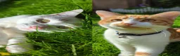 Domestic Shorthair cats for sale: Mother & Son Domestic Shorthair Cats  in Birmingham - Advert 1