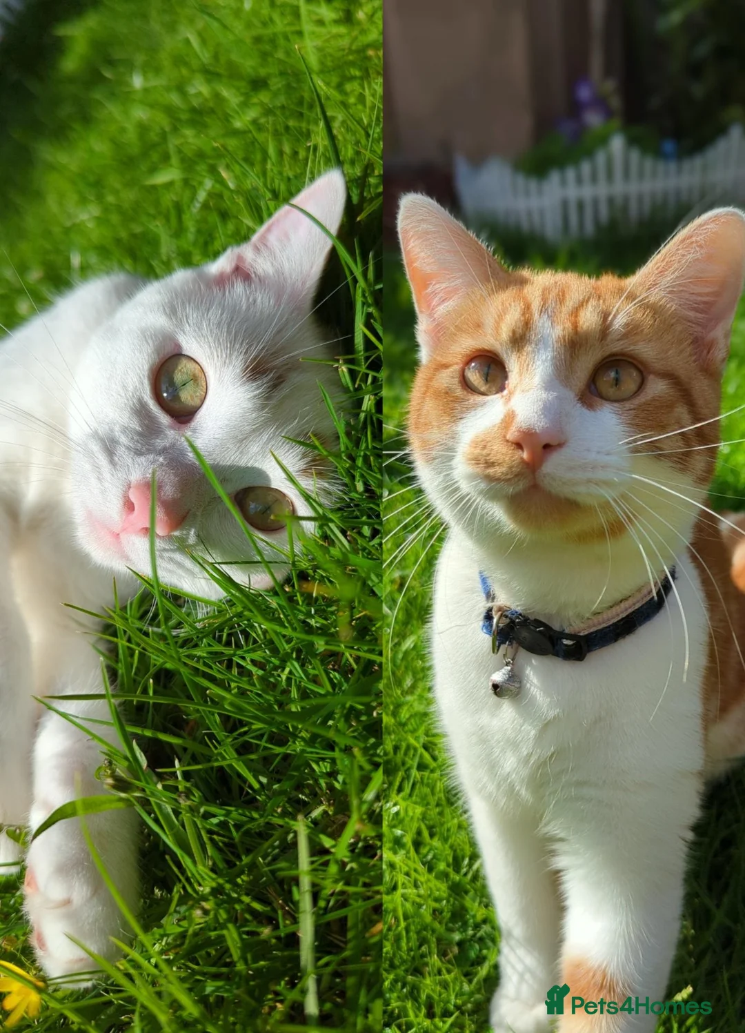 Domestic Shorthair cats for sale: Mother & Son Domestic Shorthair Cats  in Birmingham - Advert 1