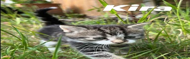 Mixed Breed Kitten 2