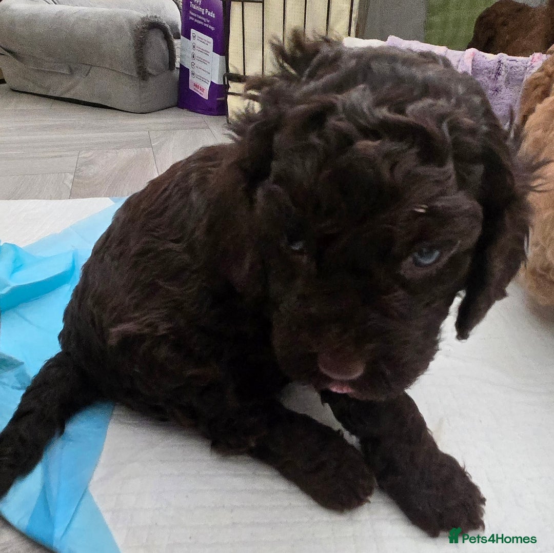 Cavapoo dogs for sale: Teddy bear cavapoo  - Advert 18