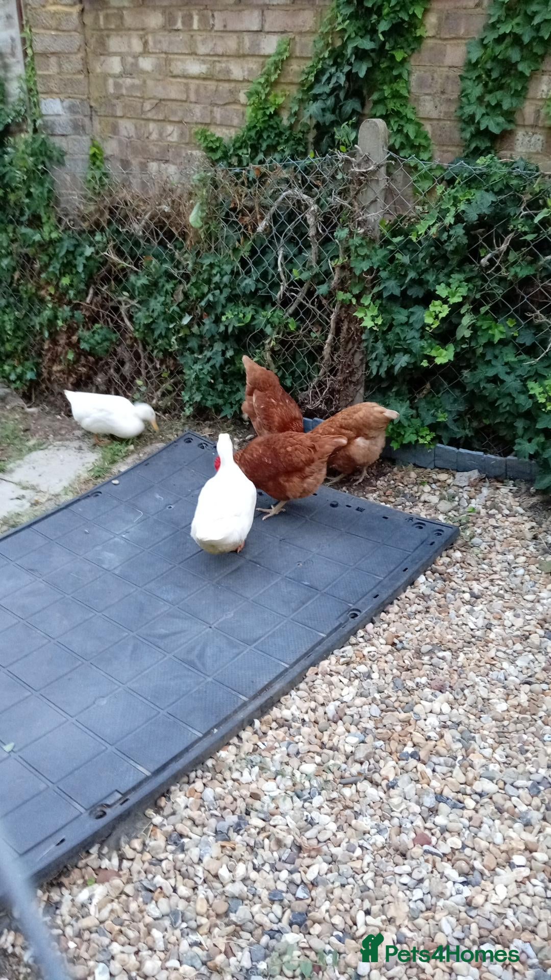 Chickens poultry 3 chickens and 2 duck  - Advert 5