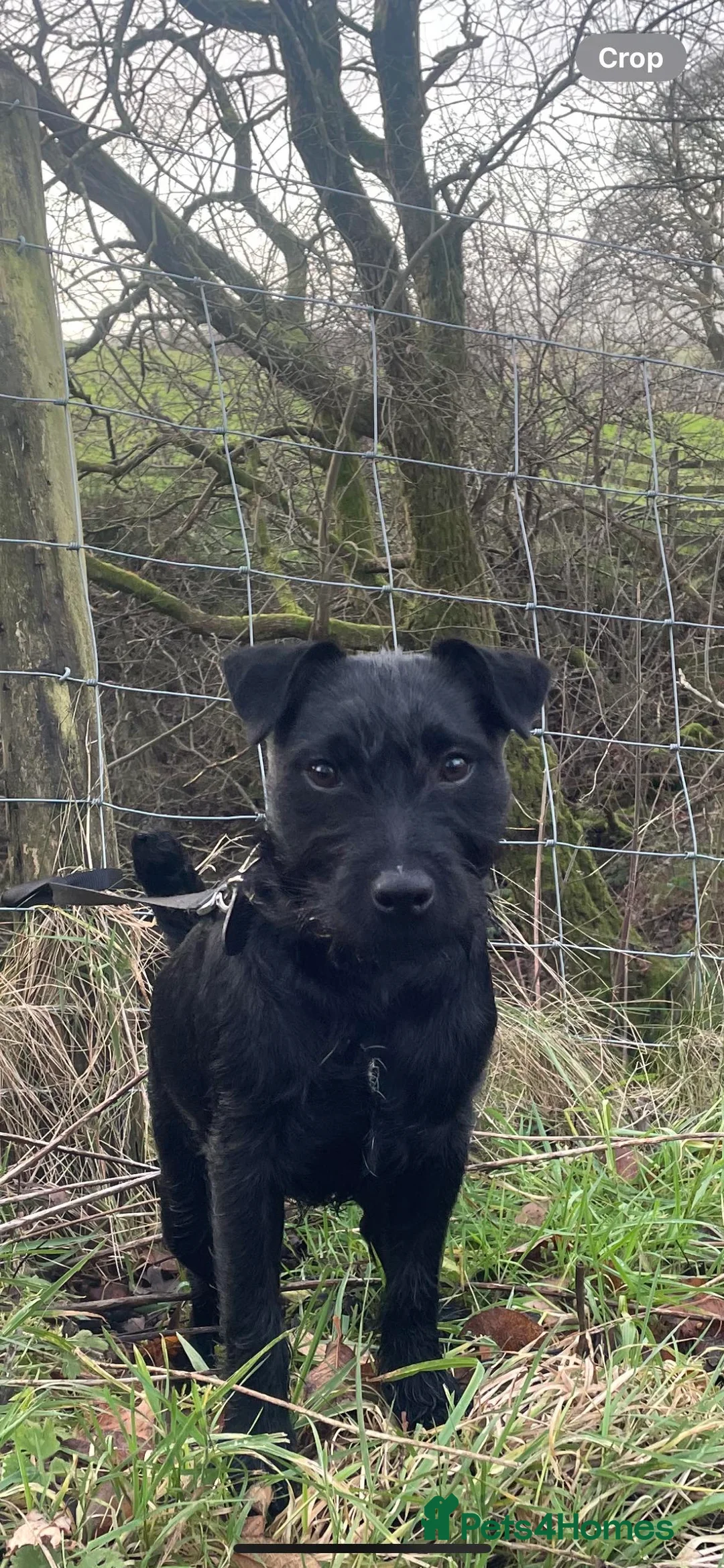 Patterdale Terrier dogs for sale: Male Patterdale Terrier in Colne - Advert 3