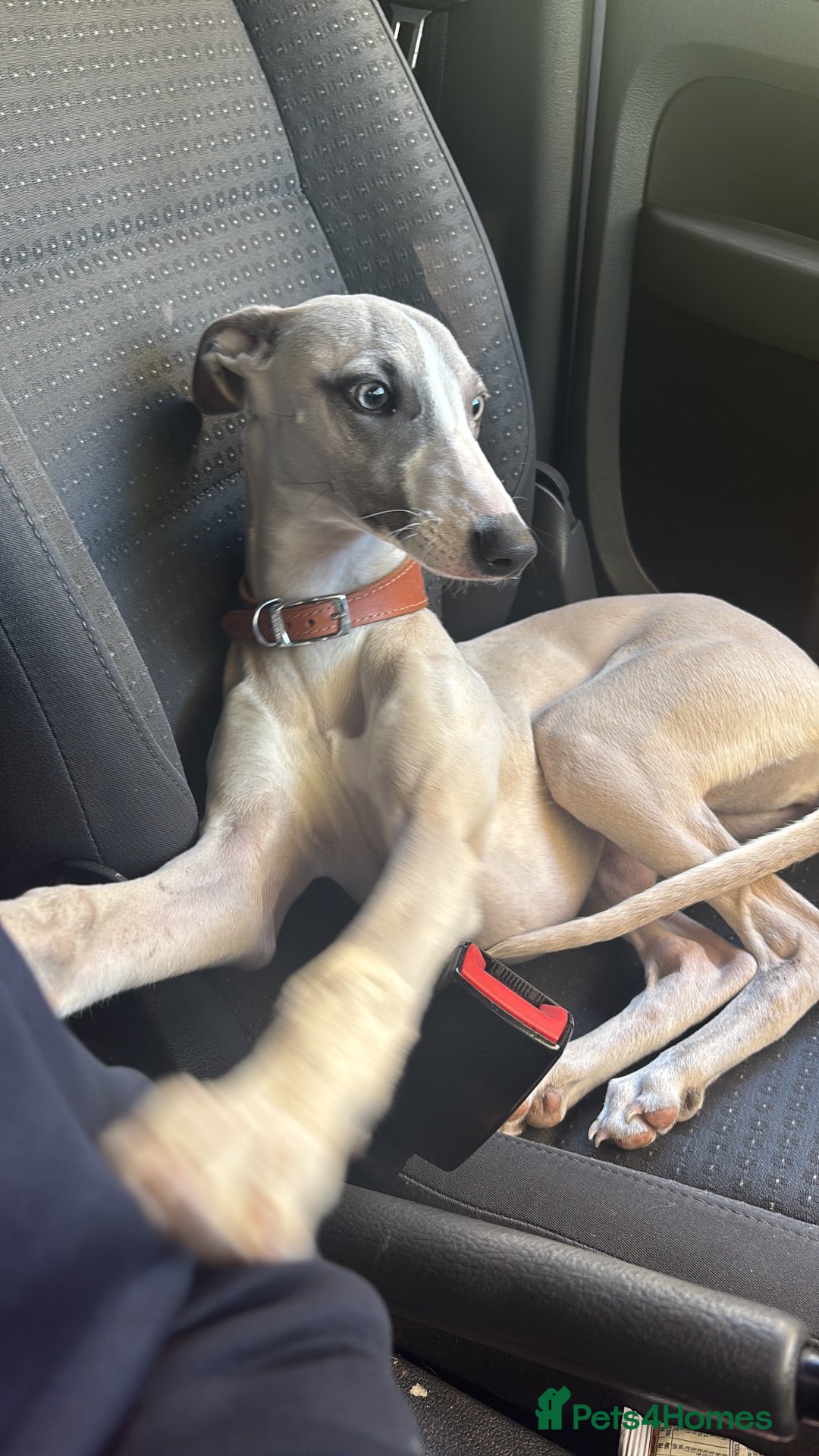 Whippet dogs for sale: Dobby Whippet Pup - Advert 3