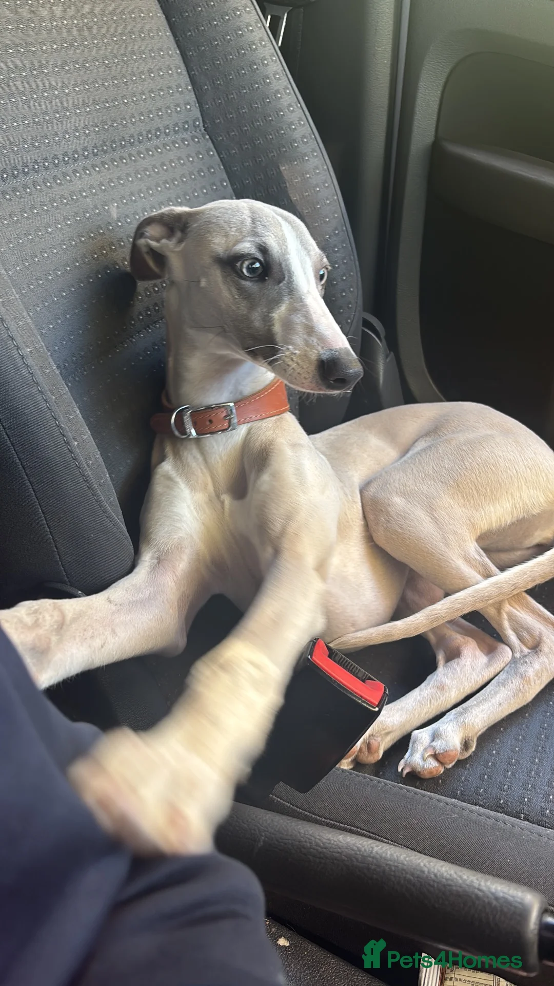 Whippet dogs for sale: Dobby Whippet Pup - Advert 1